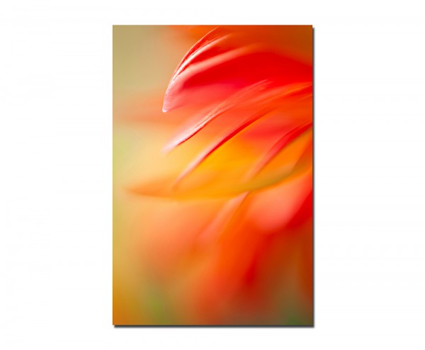 120x60cm Blüte Blume abstrakt makro