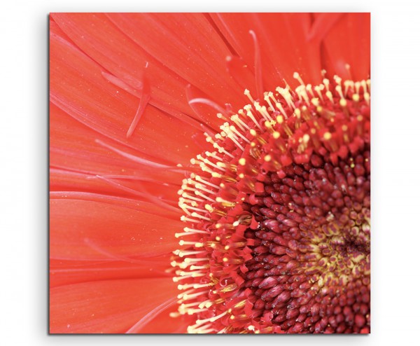 Naturfotografie – Nahaufnahme einer roten Gerbera Pflanze auf Leinwand