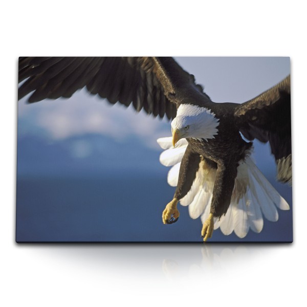 120x80cm Wandbild auf Leinwand Weißkopfadler Adler Seeadler im Flug Tierfotografie