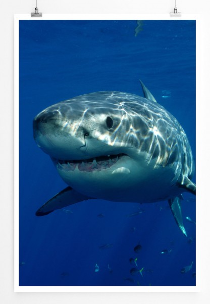 60x90cm Tierfotografie Poster Großer weißer Hai