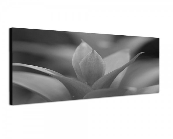 150x50cm Guzmania Pflanze Blume Nahaufnahme