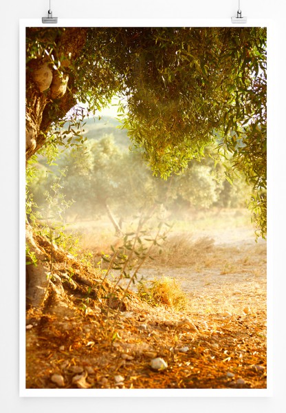 90x60cm Poster Naturfotografie Alter großer Olivenbaum