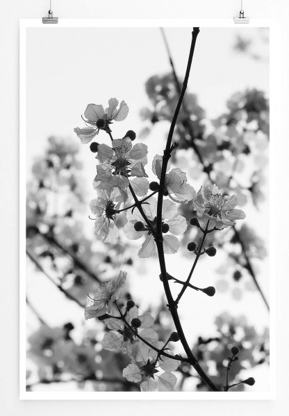 Weiße Kirschblüten 60x90cm Poster
