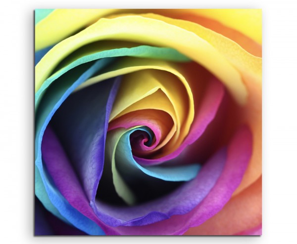 Naturfotografie – Rose in Regenbogenfarben auf Leinwand