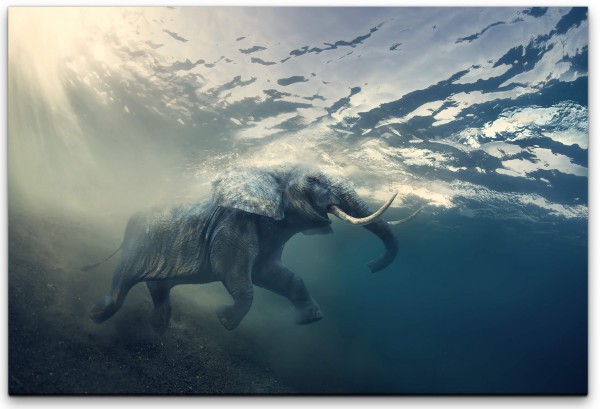Elefant unter Wasser Wandbild in verschiedenen Größen