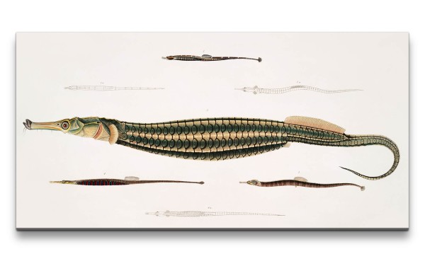 Remaster 120x60cm Alte Illustration Zoologie Pfeifenfisch Fisch Vintage Forschung Dekorativ