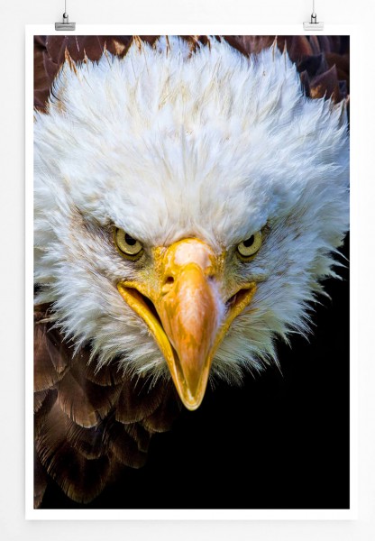 Tierfotografie  Amerikanischer Seeadler im Porträt 60x90cm Poster