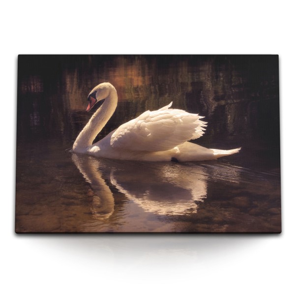 120x80cm Wandbild auf Leinwand Weißer Schwan See Natur Vogel Tierfotografie