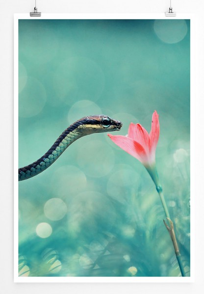 Tierfotografie  Kleine Schlange mit rosa Blume 60x90cm Poster