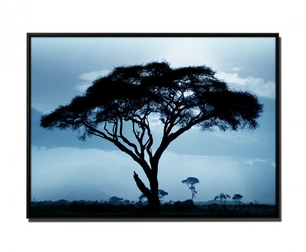 105x75cm Leinwandbild Petrol Akazienbaum Nationalpark Afrika