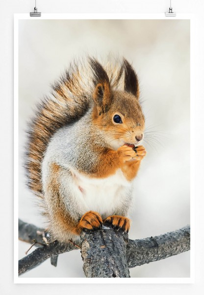 60x90cm Poster Tierfotografie  Süßes Eichhörnchen im Winter