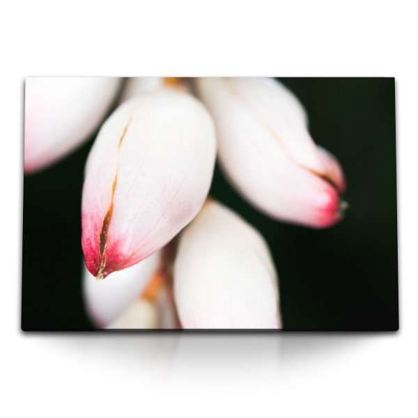 120x80cm Wandbild auf Leinwand Blumenknospen weiße Blüten schwarzer Hintergrund Fotokunst
