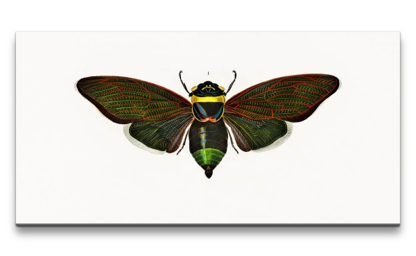 Remaster 120x60cm Schmetterling Illustration Kunstvoll Dekorativ Schön Minimal