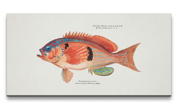 Remaster 120x60cm Fisch Illustration Vintage Bunt Farbenfroh Dekorativ Kunstvoll