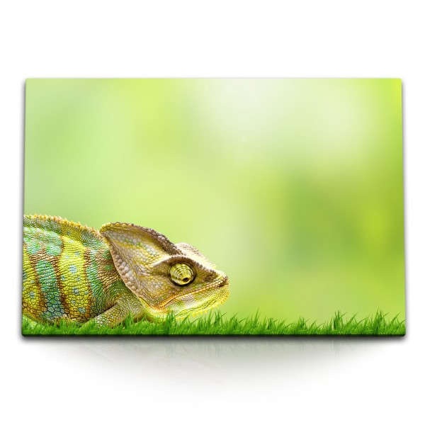 120x80cm Wandbild auf Leinwand Chamäleon Grün Wiese Gras Reptil Tierfotografie