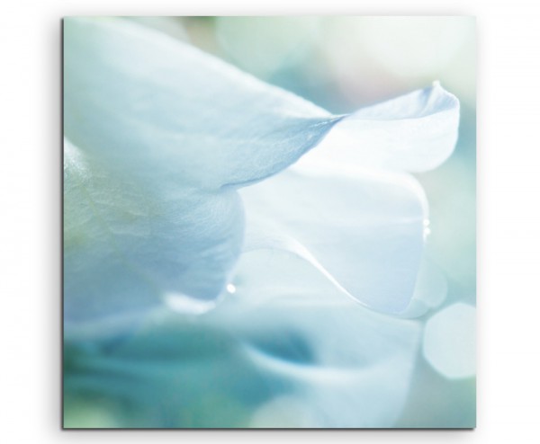 Künstlerische Fotografie – Weiße zarte Blütenblätter auf Leinwand