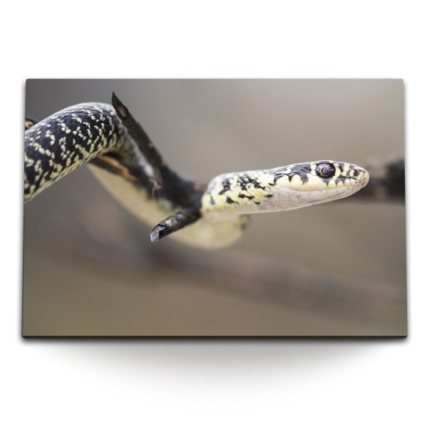 120x80cm Wandbild auf Leinwand Kleine Schlange Reptil Tierfotografie Giftschlange