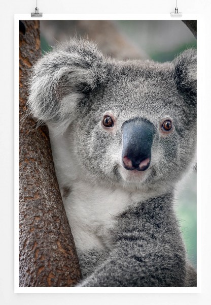 Tierfotografie  Süßer Koalabär am Baum 60x90cm Poster
