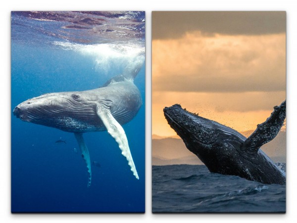 2 Bilder je 60x90cm Blauwal Ozean Wal Riese Unterwasser Majestätisch Gigantisch