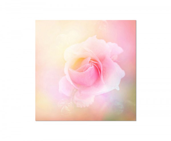 80x80cm Rose Romantik rosa abstrakt