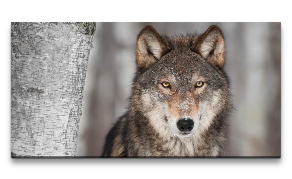Leinwandbild 120x60cm Grauer Wolf Alpha Tier Wald Wild Mystisch