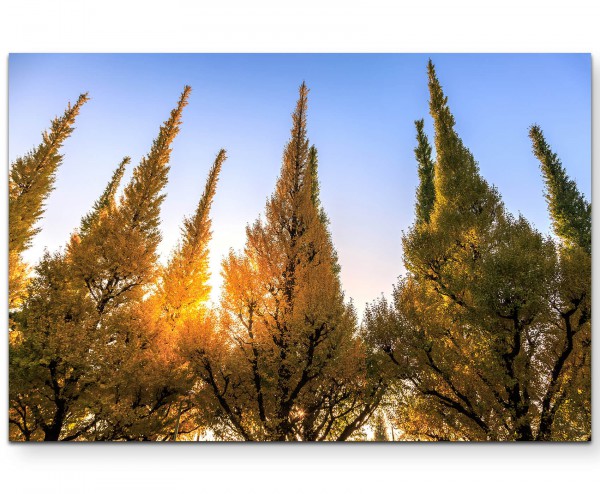 Gelbe Gingkobäume im Herbst - Leinwandbild