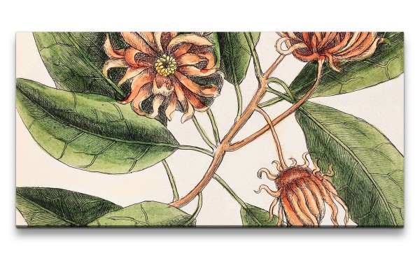 Remaster 120x60cm Mark Catesby Natur Illustration Blume Blüte Blätter Schön Vintage