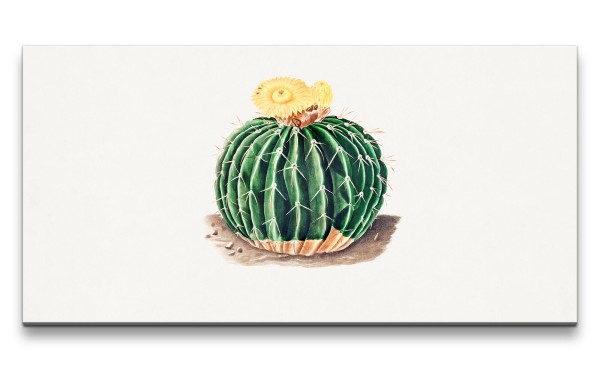 Remaster 120x60cm Kaktus mit Blüte wunderschöne Illustration Vintage Kunstvoll