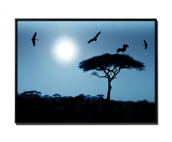 105x75cm Leinwandbild Petrol Akazienbaum mit Vögeln Afrika