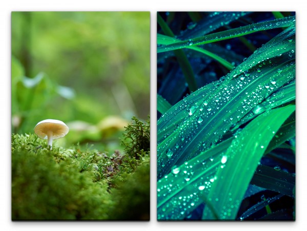2 Bilder je 60x90cm Wald kleiner Pilz Grashalme Waldpilz Ökosystem Erfrischend Regentropfen