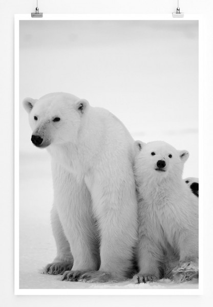 60x90cm Tierfotografie Poster Eisbär mit Jungen
