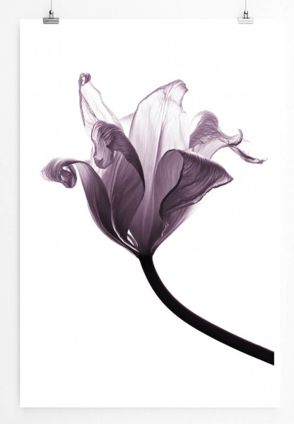60x90cm Künstlerische Fotografie Poster Entsättigte transparente Tulpe