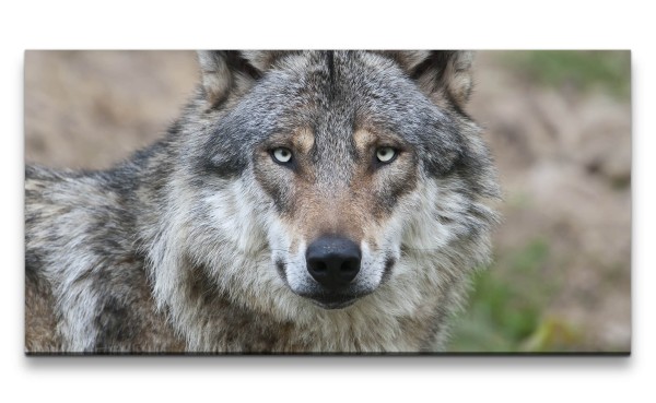 Leinwandbild 120x60cm Grauer Wolf Alpha Tier Wald Wild Mystisch Stark