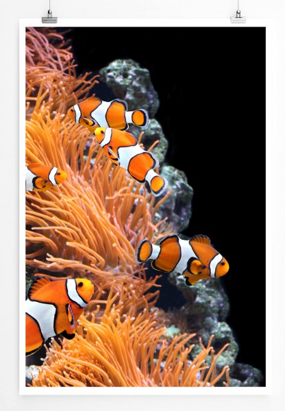 60x90cm Poster Tierfotografie  Korallen und Clownfische