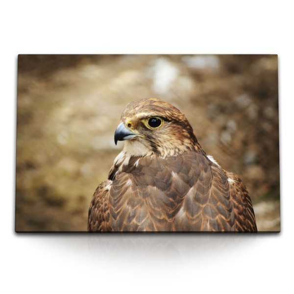 120x80cm Wandbild auf Leinwand Falke Falkenjagd Vogel Tierfotografie Natur
