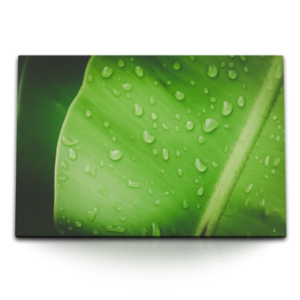 120x80cm Wandbild auf Leinwand Grünes Pflanzenblatt Regentropfen Natur Makrofotografie
