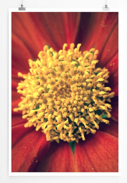 Naturfotografie 60x90cm Poster Rote Blumen mit gelbem Pollen