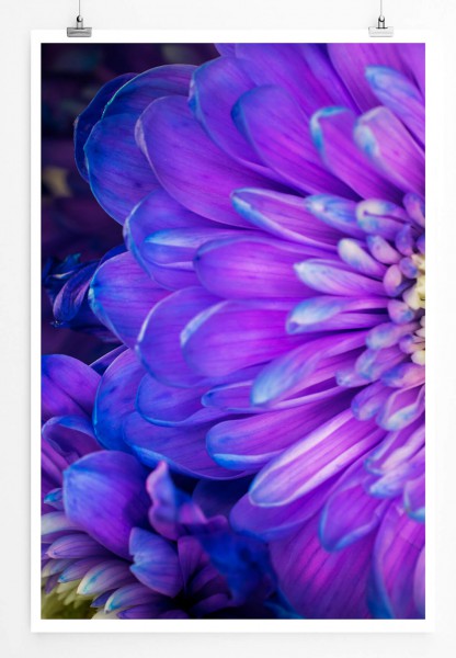 60x90cm Poster Naturfotografie  Blaue und violette Gerbera Blume