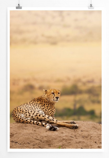 Tierfotografie  Gepard in der Savanne 60x90cm Poster
