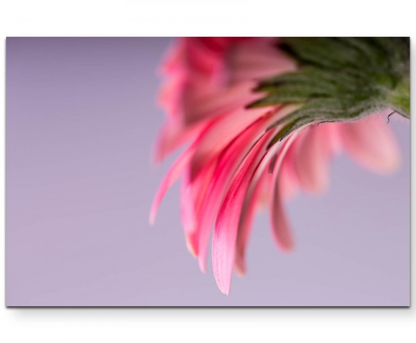 Gerberablüte von unten  floraler Hintergrund - Leinwandbild