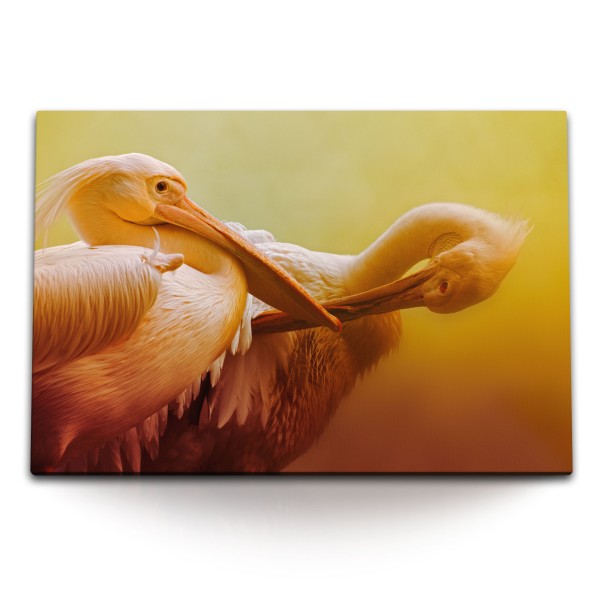 120x80cm Wandbild auf Leinwand Zwei Pelikane Tierfotografie Kunstvoll Orange