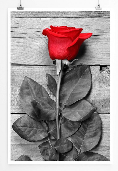 Rote Rose mit grauem Hintergrund 60x90cm Poster