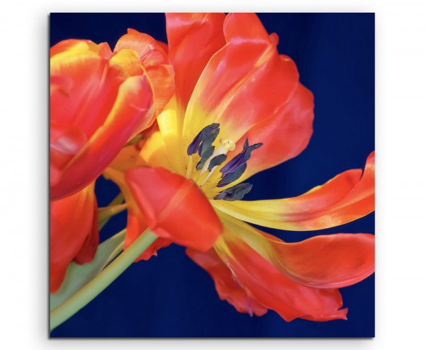 Naturfotografie – Rote Tulpe mit blauem Hintergrund auf Leinwand