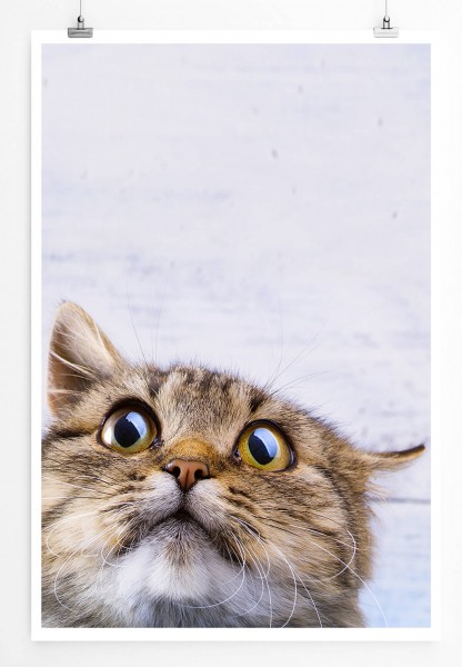 Tierfotografie  Süße überraschte Katze 60x90cm Poster