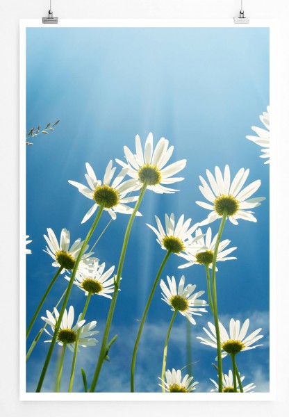 60x90cm Naturfotografie Poster Kamillenblüten vor blauem Himmel