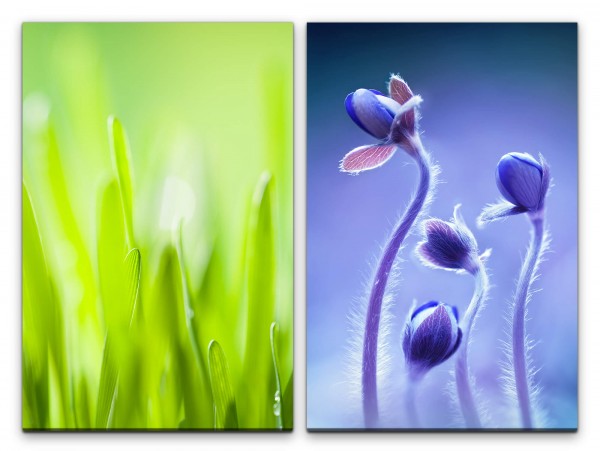 2 Bilder je 60x90cm Grashalme Grün Blau Blumen Nahaufnahme Blüten Morgentau