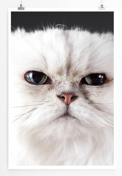 Tierfotografie  Weiße Katze im Porträt 60x90cm Poster