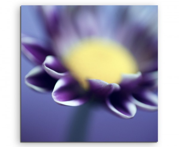 Naturfotografie – Lila Blüte in Großaufnahme auf Leinwand