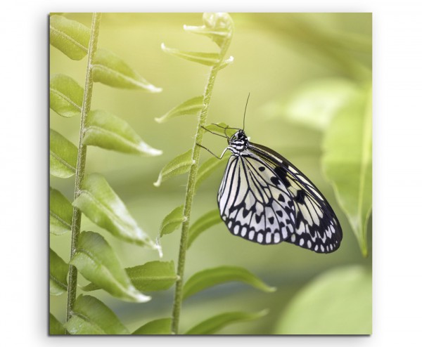 Naturfotografie – Schwarz weißer Schmetterling auf Leinwand