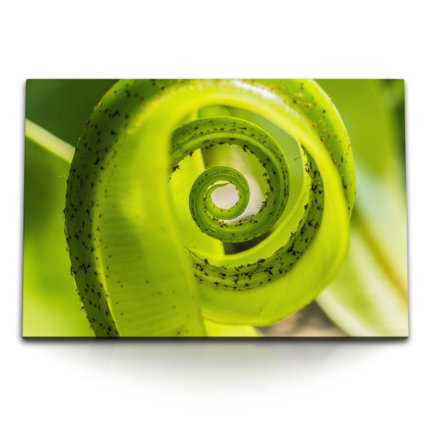 120x80cm Wandbild auf Leinwand Makrofotografie grüne Pflanze Spirale Natur
